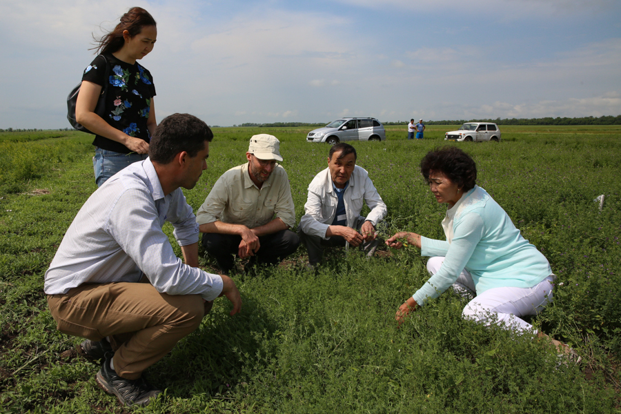 In Kokshetau, in the northern part of Kazakhstan, our KSRIAPG partners are evaluating 54 lines of alfalfa -- crosses with Crop Wild Relatives, as well as materials from other parts of the world, including China and Australia. The temperature range: -38 to 35 Celsius, in a growing season that lasts only 90 days.