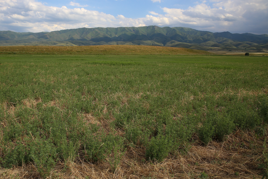 For most the world, alfalfa is grown as a cut-and-carry crop, to be either conserved as hay or silage, and then fed to animals. This field, in the outskirts of Almaty, will be harvested in July and will help feed the 500 heads of beef cattle owned by Majit Suliev, a mid-scale farmer.
