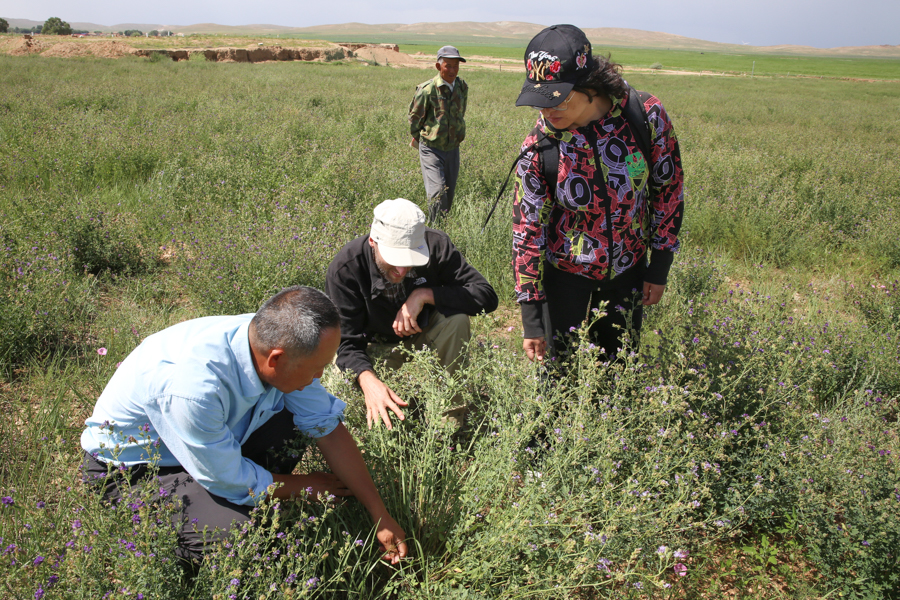 In Inner Mongolia, our partners assess field trials in the northern region of the province. These plots are maintained with help from small- and mid-scale farmers. Professor Linqing Yu is evaluating lines here that are drought and cold tolerant.