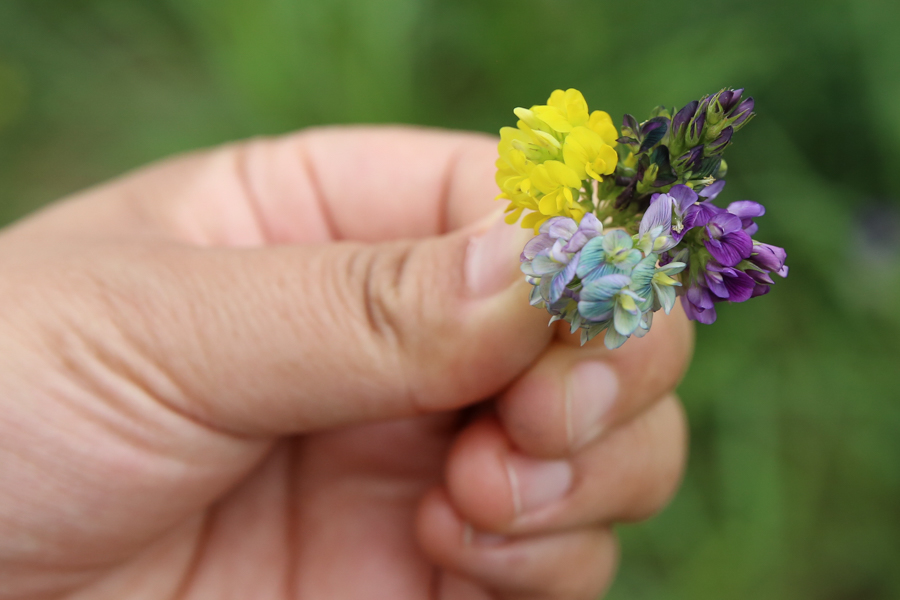 Our Crop Wild Relatives alfalfa pre-breeding partners in China (GRI / CAAS), Chile (Inia Chile), Kazakhstan (KSRIAPG) and Australia (SARDI) are combining the beneficial traits of alfalfa wild relatives with best local varieties to develop new materials for farmers.