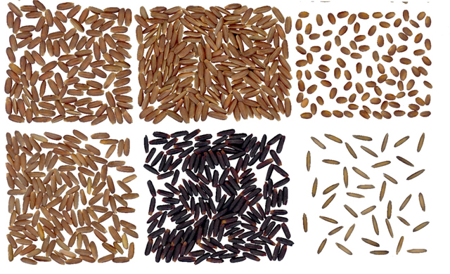 When most people think of rice, they think of Asia, but people in West Africa have been eating African rice for more than 2,000 years.