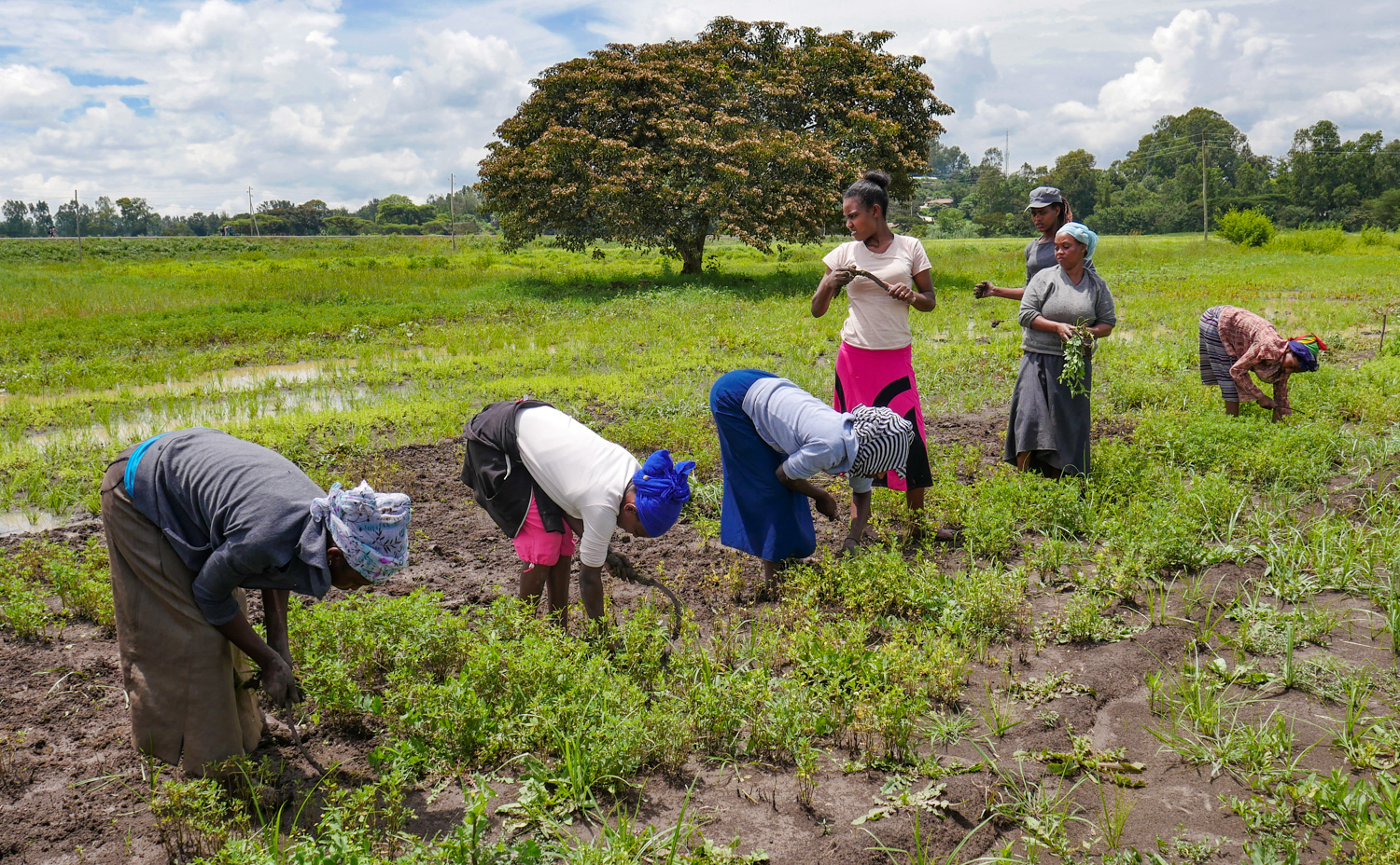 Women working at the Ethiopian Biodiversity Institute clearing a regeneration plot of fenugreek. The Ethiopian genebank is part of the Seeds4Resilience Project. Photo: Nora Castaneda-Alvarez/Crop Trust