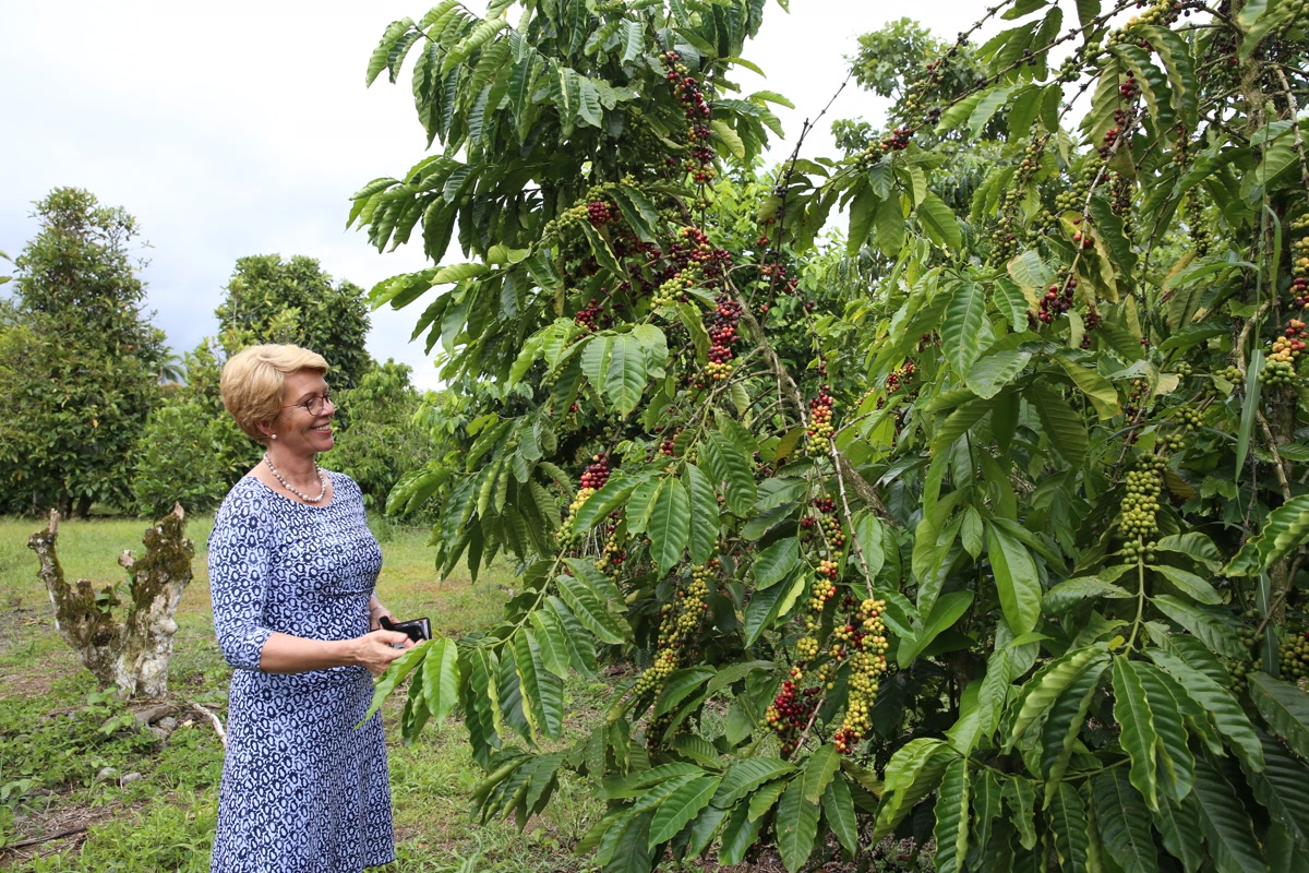Marie Haga visiting the international coffee collection at CATIE (Centro Agronómico Tropical de Investigación y Enseñanza) in Costa Rica. The collection consists of almost 2,000 types of domesticated and wild coffee varieties from eleven species.