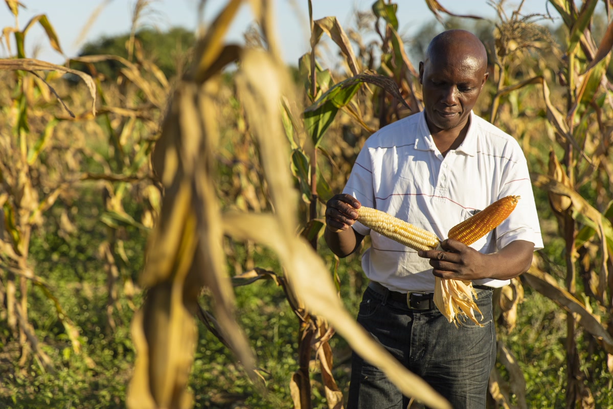 More than 40 vitamin A-fortified maize varieties have been released to farmers and seed companies. Photo: Toby Smith/Reportage by Getty Images for #CropsInColor