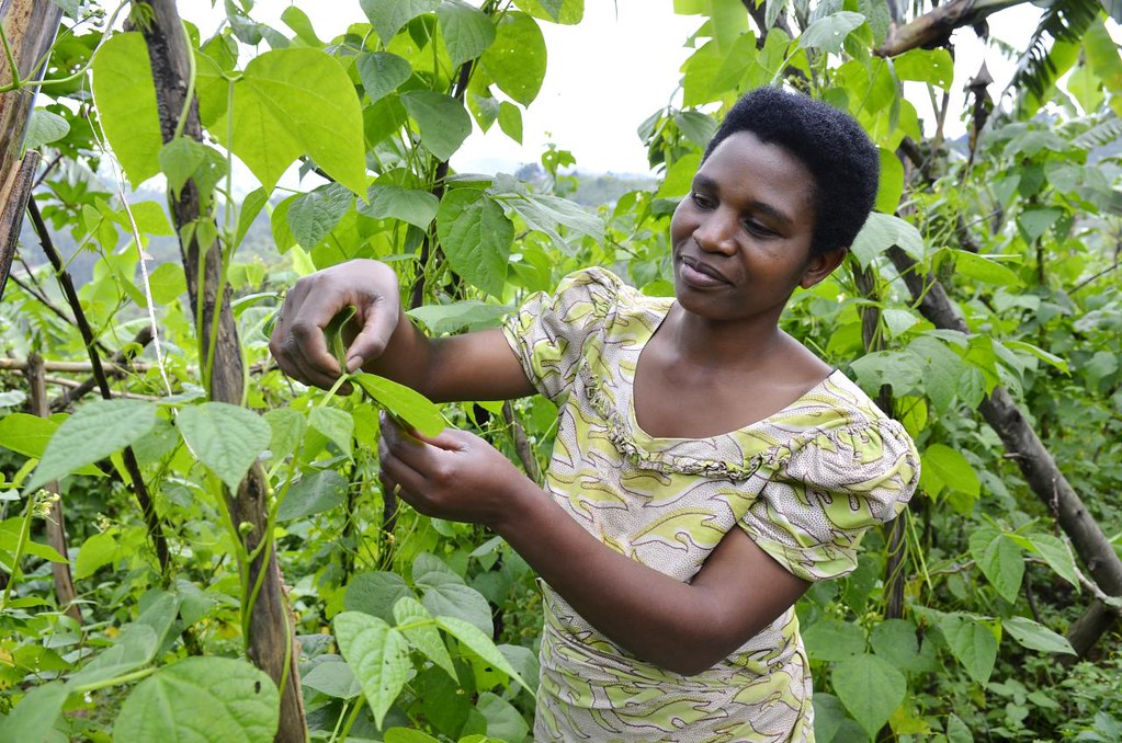 High-iron climbing beans were developed and released in numerous countries including Rwanda. Climbing beans can produce two to three times more beans on the same area as bush beans. Photo: Neil Palmer/CIAT