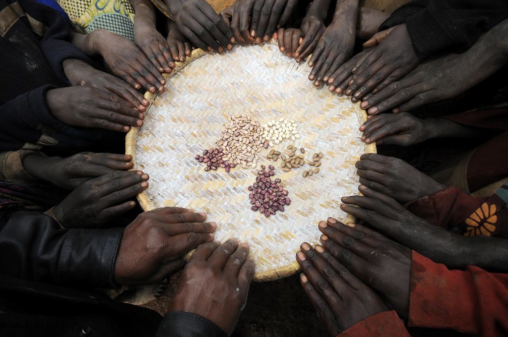 HarvestPlus is promoting iron-biofortified beans in several countries in Africa, South Asia and Latin America. More than one million farming households have adapted these more nutritious beans, which also boast other desired agronomic traits, such as high yields, disease resistance and drought tolerance. Photo: Neil Palmer/CIAT