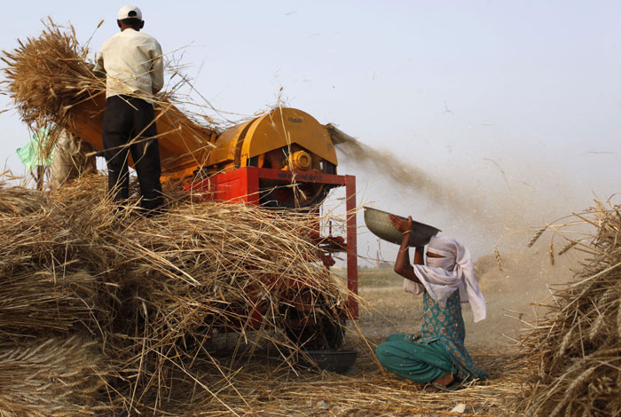 The high-yielding, zinc-rich variety Zincol 2016 being harvested in Pakistan. 