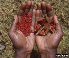 Seeds collected in Mali for the Global Crop Diversity Trust (Image: RBG Kew)