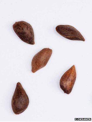 Spruce seeds (Image: Erkki Oksanen)