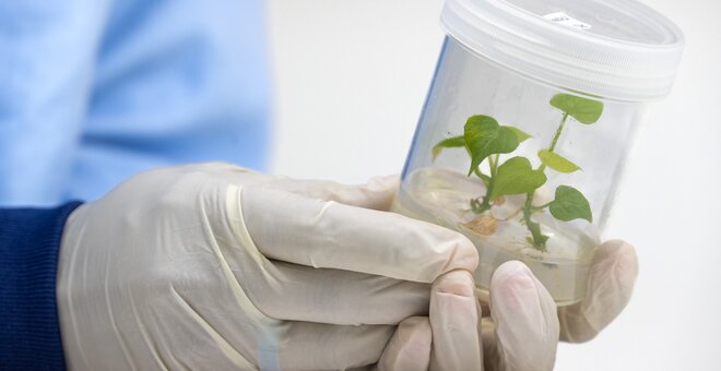 Seed World: Sowing the Seeds of Resilience – Crop Diversity as a Strategic Asset for the Seed Sector